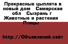 Прекрасные цыплята в новый дом - Самарская обл., Сызрань г. Животные и растения » Птицы   